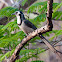 Black Throated Magpie Jay - Urraca Hermosa Carinegra