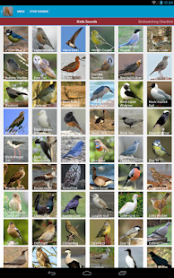 Spanish Birds Sounds Screenshots 1