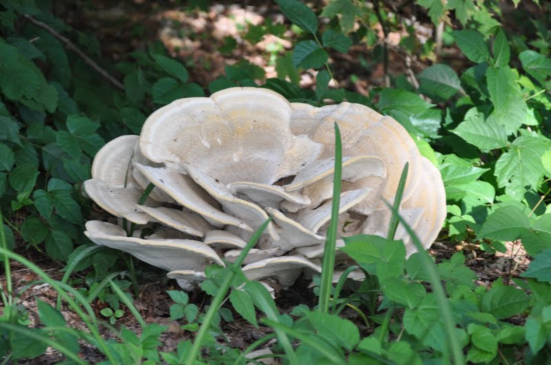 very LARGE mushroom