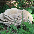very LARGE mushroom