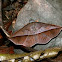Leaf-mimic Moth
