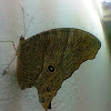 Common Evening Brown (Male)