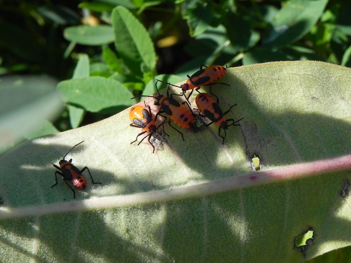 Milkweed Bug