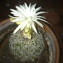 Spider cactus