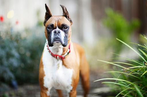 Boxer Dog