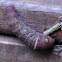 Eastern Tiger Swallowtail caterpillar