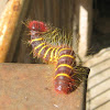 Yellow-edge Firetip's Caterpillar