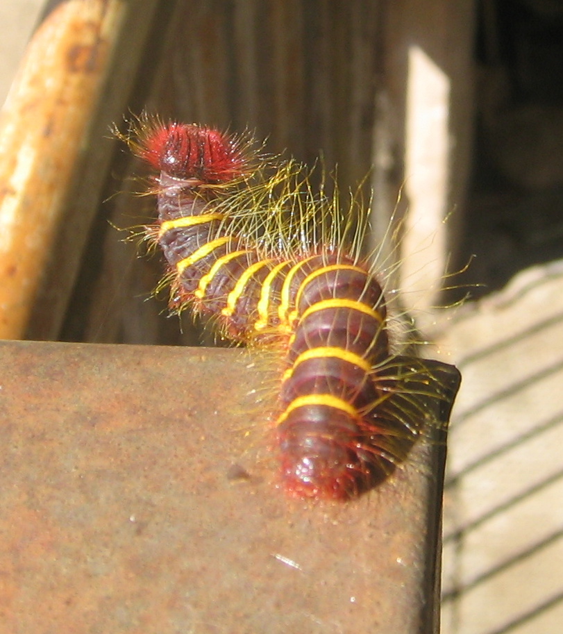 Yellow-edge Firetip's Caterpillar