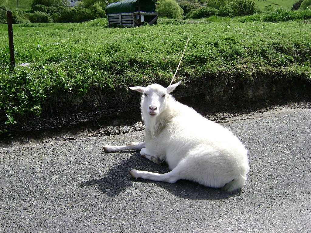 Australian Cashmere Goat