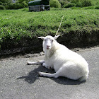 Australian Cashmere Goat