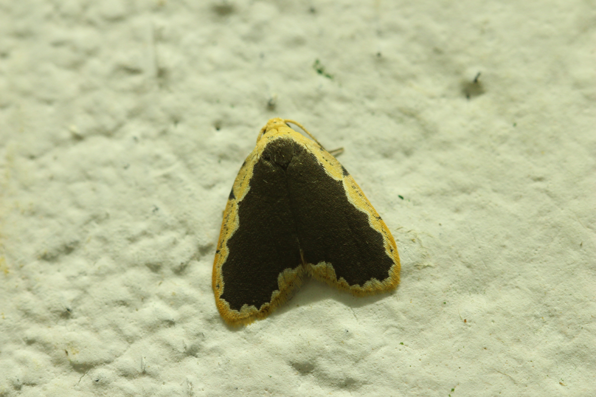 Arctiidae moth