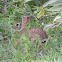 conejo de cola de algodón - cottontail rabbit