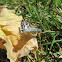 Common Checkered Skipper