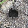 Cape golden mole burrow