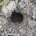 Cape golden mole burrow