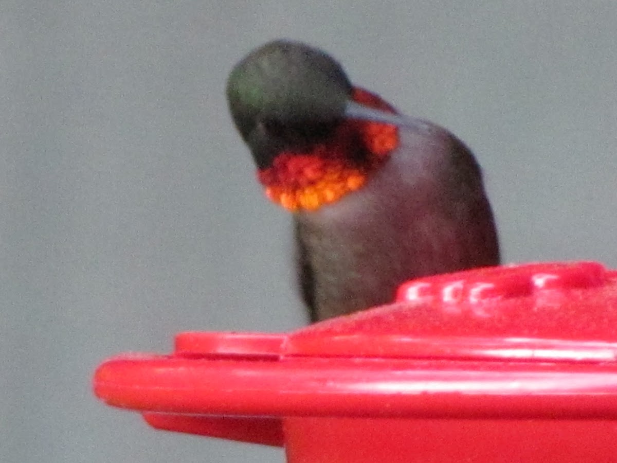 ruby-throated humming bird