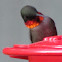 ruby-throated humming bird