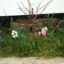 Garden flowers