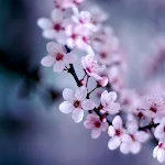Cover Image of डाउनलोड Cherry Blossoms Wallpaper 3.6.0.0 APK