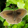 Meadow Brown Butterfly  ♂