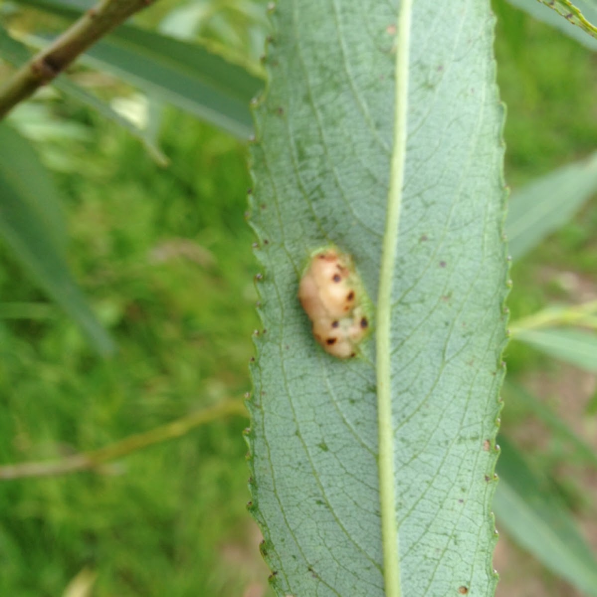 Willow sawfly gall
