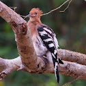 Hoopoe