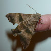 Half Blind Sphinx Moth