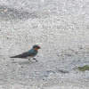 pacific swallow
