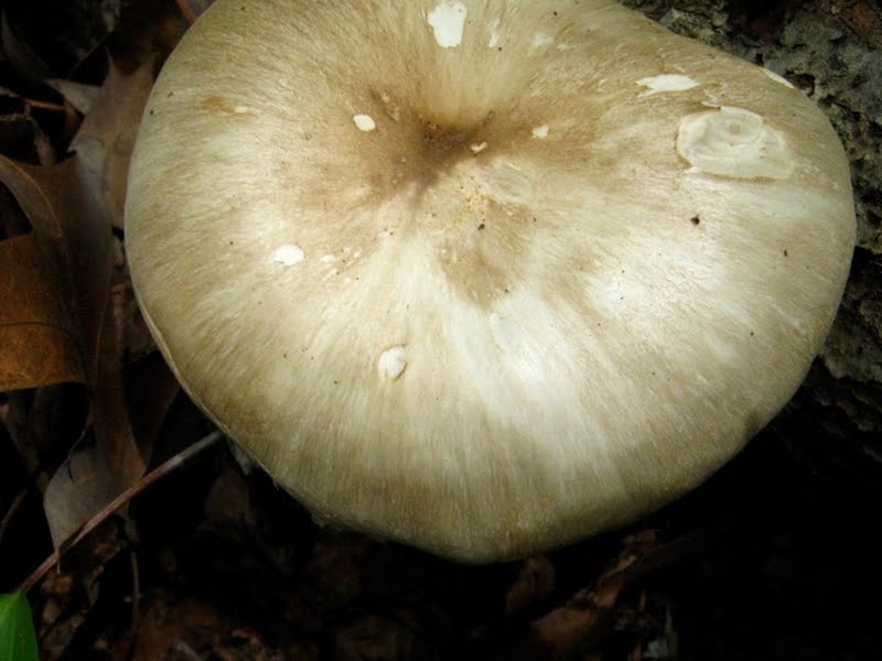 Mystery Mushroom #2 (1 of 2)