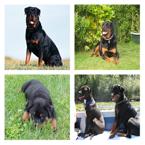 Rottweiler Live Wallpaper 4.1