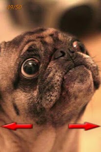 How to get Best Funny Pictures 1.0 apk for bluestacks