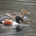 Northern shoveler