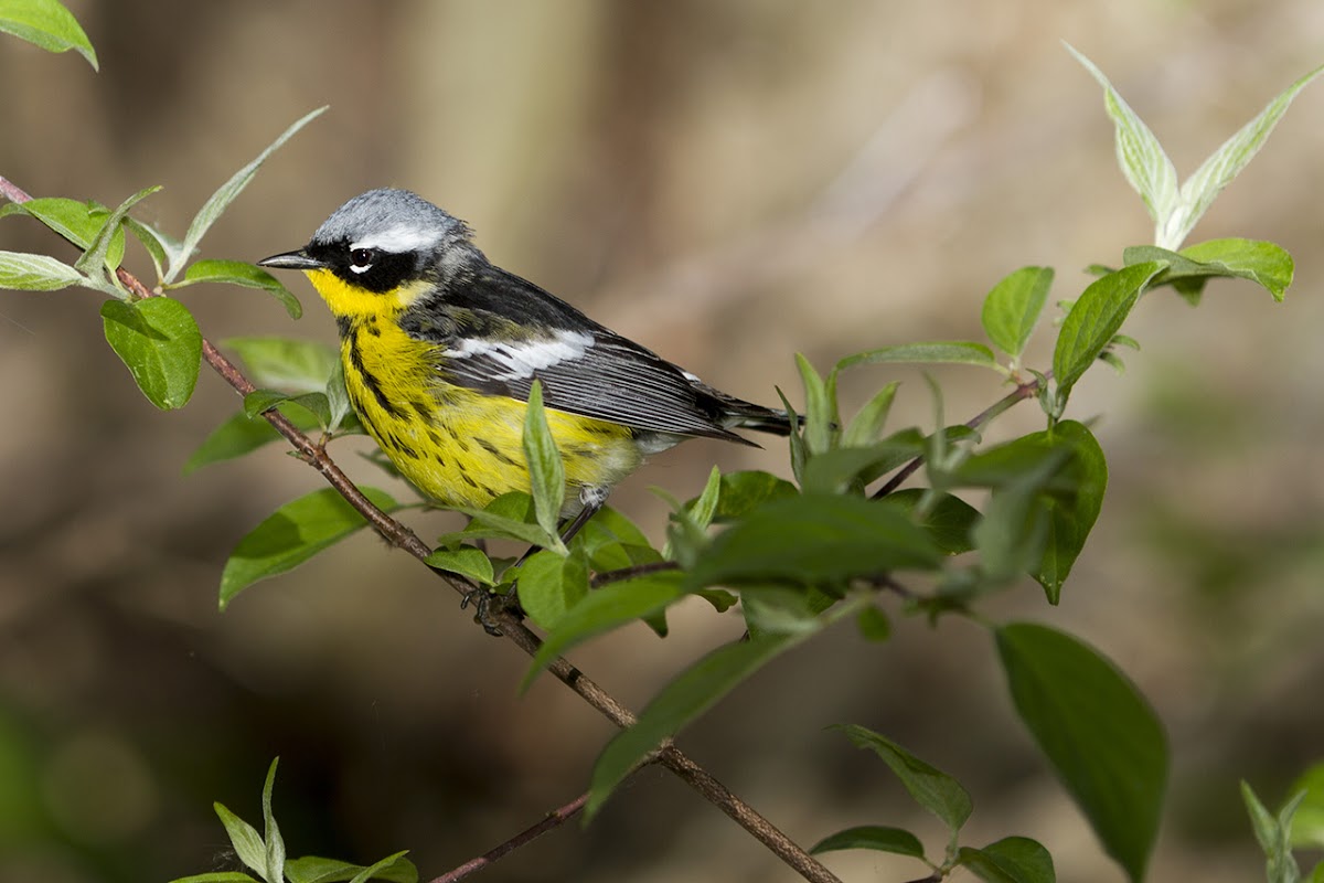 Magnolia Warbler