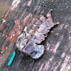 Trilobite Beetle exoskeleton