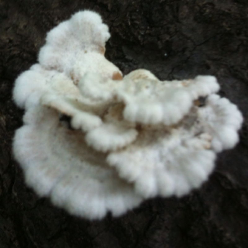 Split Gill Mushroom
