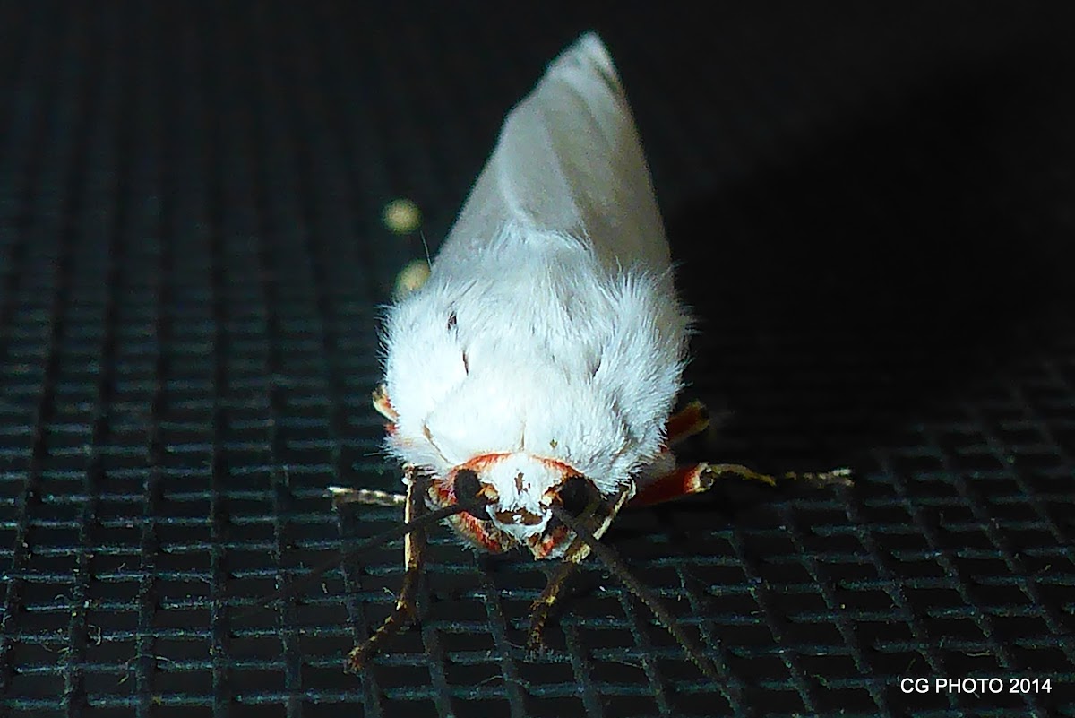Moth laying Eggs