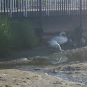 Swan/mute swan