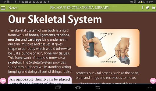 Skeletal System