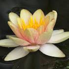 Hardy water lily