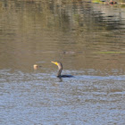 Double-crested Cormorant