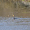 Double-crested Cormorant