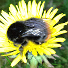 Red-Tailed Bumble Bee