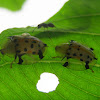 Spotted Tortoise Beetles
