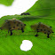 Spotted Tortoise Beetles