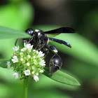 Mason Wasp, subspecies