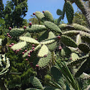 Prickly Pear Cactus