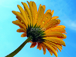 yellow gerber by LADOCKi Elvira - Flowers Single Flower