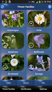 Wild Flower Id Automatic Recognition British Isles(圖1)-速報App