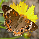 Common buckeye