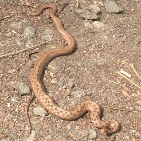 Northern Brown Snake | Project Noah